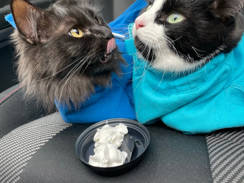 A black fluffy cat and a black and white tuxedo cat, in their travel sacks, on a car seat, enjoying some whipped cream from the drive through coffee stand.