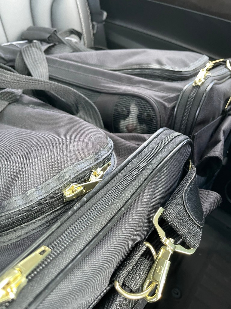 a sad black and white tuxedo car looks out through the mesh of her cat carrier, wishing she was hiding under a couch instead.