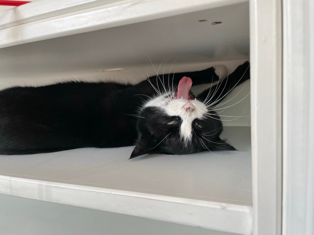 A black and white tuxedo cat, laying on her back, sticking out her tongue