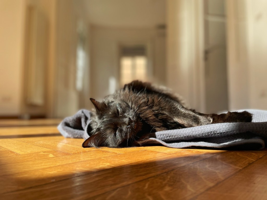 a black fluffy cat laying on a blanket enjoying a sunbeam 