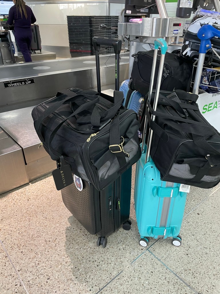 cats in their black carriers on top of rolling suitcases at the airport