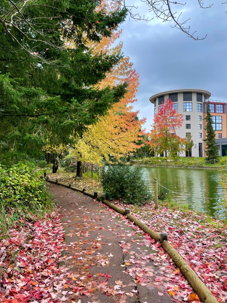 A path along water with fallen autumn leaves and trees changing color. 